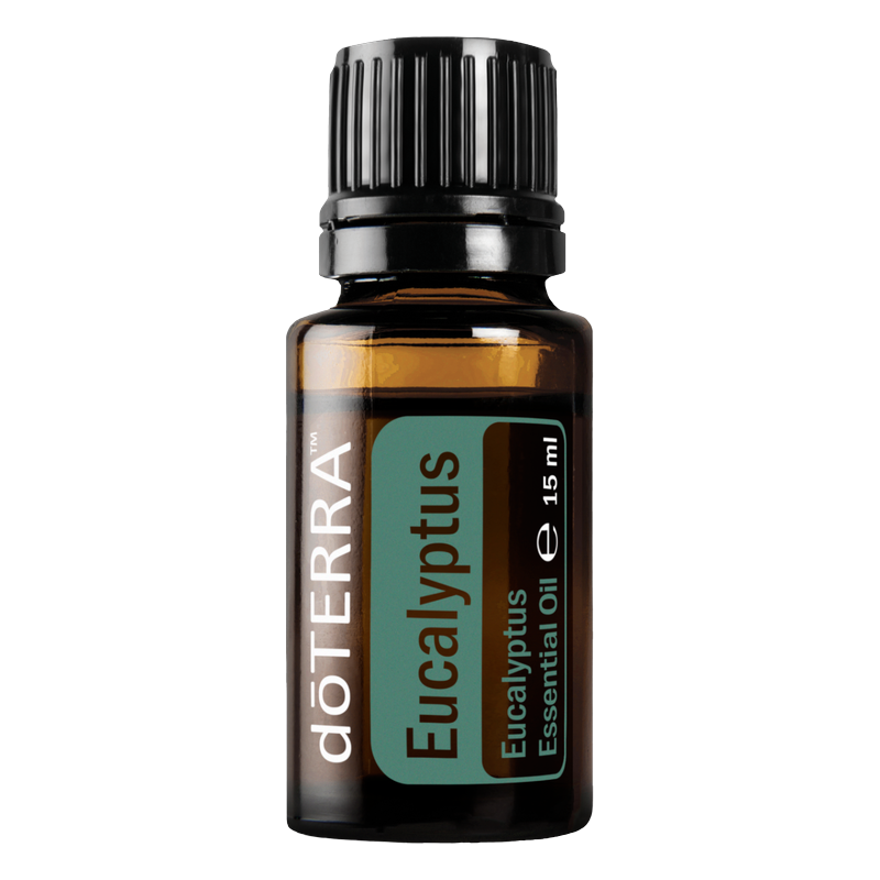 eucalyptus